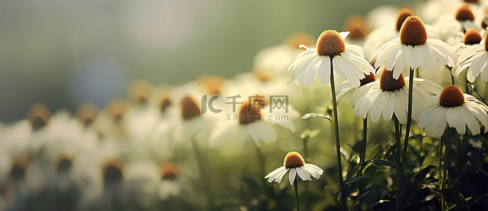 田野野花背景图片_背景模糊的田野里盛开着一群白色和棕色的花朵
