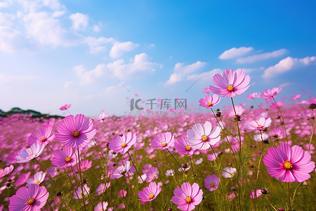 天空中一片粉红色的花朵