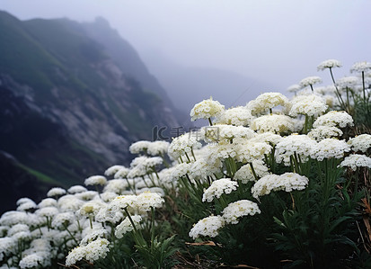 上海雾蒙蒙的早晨山上的花