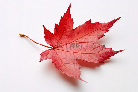 秋天红色背景图片_白色物体上的红色枫叶