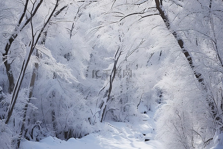 尼亚加拉的白雪皑皑的森林在冬天降临，天气寒冷，大雪