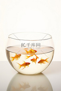 金鱼在圆形玻璃碗里游泳