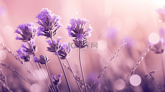 水彩花丛背景图片_梦幻背景漂亮的紫色花朵