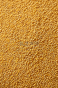 大豆种子金色小麦