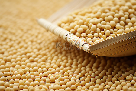 白色谷物床上的大豆种子