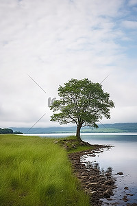 一棵孤独的树，远处湖边有草
