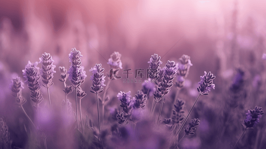 水彩花丛背景图片_紫色花卉海报背景
