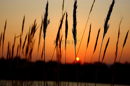 秋天芦苇背景图片_夕阳下有几根高高的芦苇