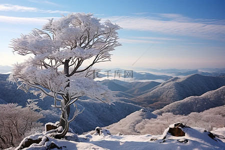 空地背景图片_一棵被雪覆盖的树俯瞰着广阔的空地