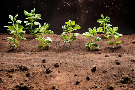 生长在土壤中的小植物