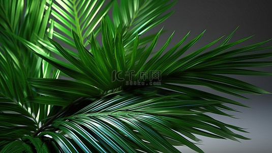 大绿树叶子背景图片_3d 渲染中绿色棕榈植物的孤立背景