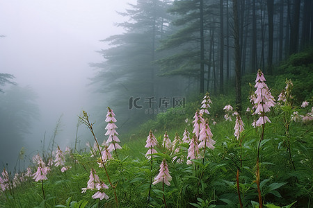 有些花生长在有雾的山谷里