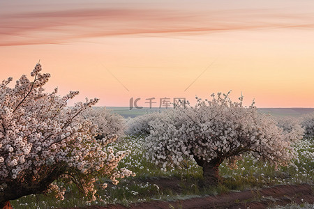 天空草地照片背景图片_黄昏时俄勒冈州一个小镇附近一些苹果树的照片