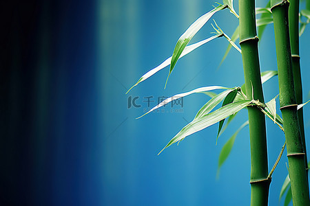 竹子 绿色竹子 竹叶背景