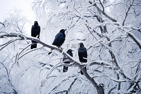 一群乌鸦坐在被雪覆盖的树上