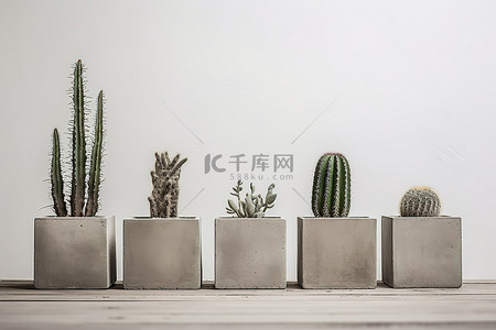 北欧植物背景图片_水泥容器中的五株仙人掌植物