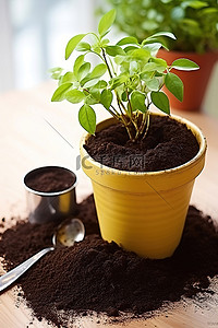 芭蕉叶盆栽背景图片_桌子上的土壤和盆栽植物