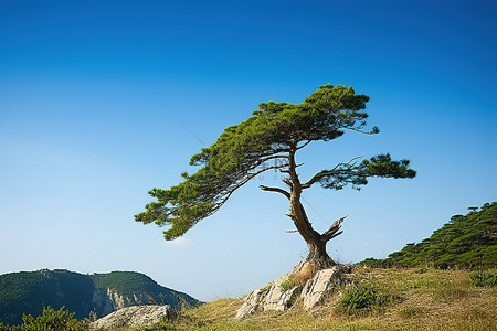 秋天松树地背景图片_山坡上的一棵小松树