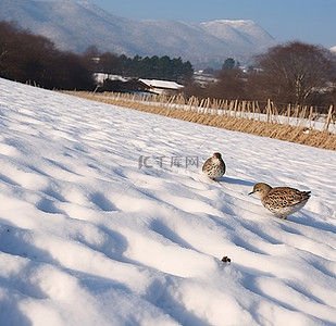 天气背景图片_阳光明媚的日子里，田野里有四只被雪覆盖的鹬