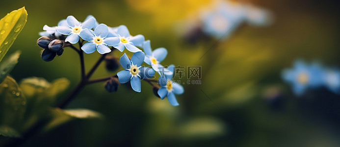 几朵蓝色小花的特写
