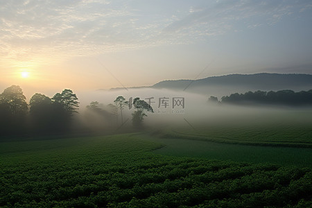 太阳从雾中的绿色田野升起