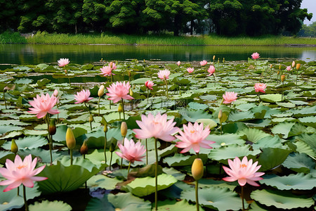 青岛背景图片_青岛鹿栖池空中的粉色睡莲