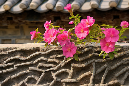 粉红色的花朵生长在石墙附近