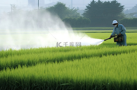 稻米生产者推动反对农药，消费者支持他们的呼吁