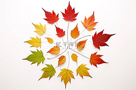 漂浮枫叶背景图片_漂浮在白色背景上的秋叶