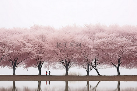 一群樱花树矗立在湖​​边