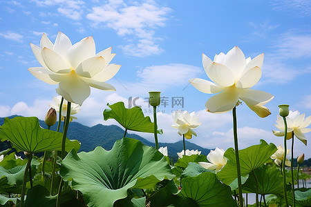 在水边拍摄的白莲花照片