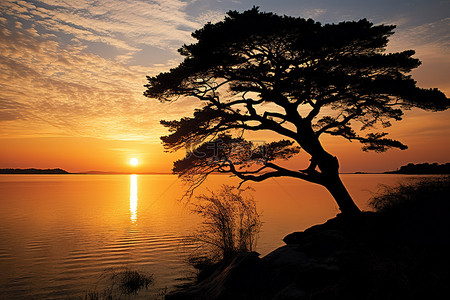 太阳落在湖面上，一棵树的轮廓映衬在水面上