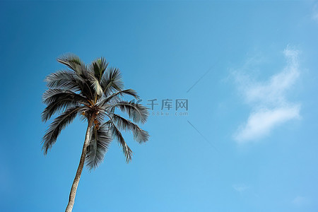 关岛背景图片_棕榈树映衬着蓝天