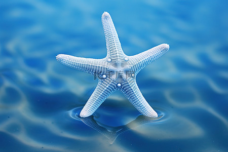 一只海星在海里游泳