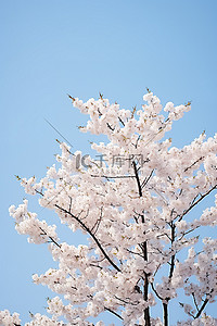 粉色的樱桃背景图片_一棵白色盛开的樱花树挂在蔚蓝的天空上