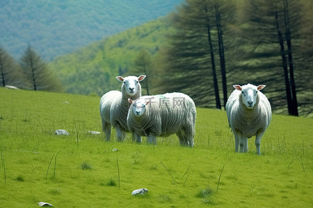 四只白羊在树附近的草地上