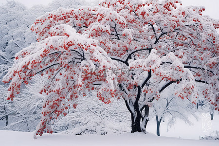 冬天水果背景图片_雪覆盖的树上有很多红色的果实