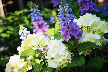 盛开的白色花朵背景图片_花园里盛开的白色和紫色的花朵
