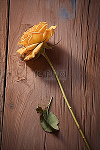 干玫瑰花瓣背景图片_一朵玫瑰躺在干木头上