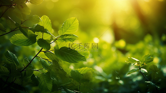 绿色生态环保背景图片_自然森林聚焦