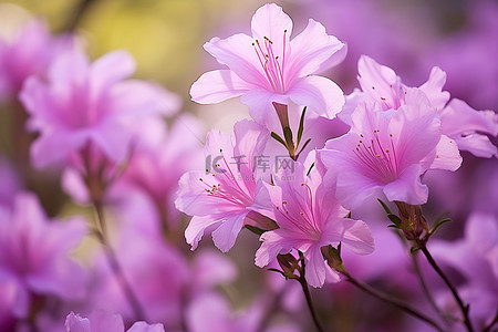 我喜欢夏天背景图片_我喜欢春天盛开的紫色花朵