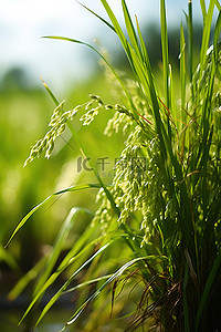 田间生长的水稻植物的特写镜头