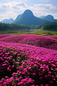 厦门花田的照片