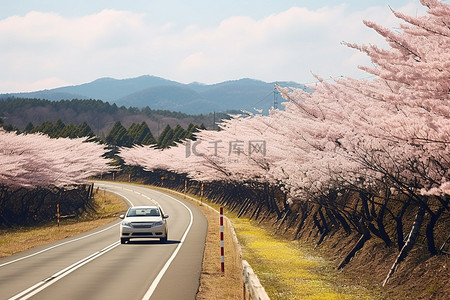 一辆汽车行驶在空旷的樱花路上
