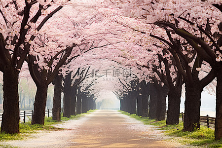 一条白色和粉色的绿树成荫的小路，开满了美丽的花朵