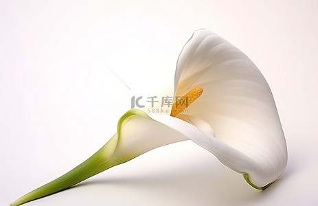 白色花背景图片_白色背景上的白色马蹄莲 马蹄莲肖像美术印刷品