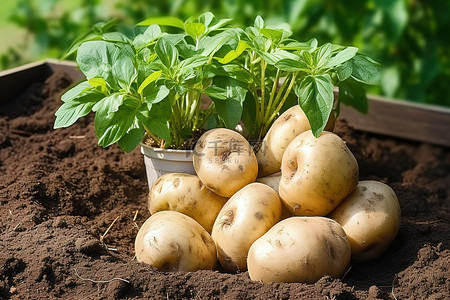 农产品背景图片_在锅里种植土豆