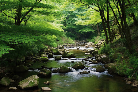 森林背景图片_一条美丽的小溪流经茂密的森林