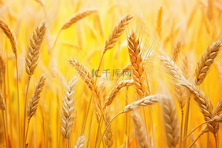 金秋背景图片_金秋期间农场成熟的小麦和麦穗