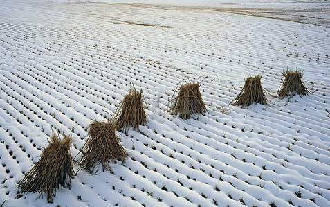 木棍背景图片_雪地覆盖着一些木棍的景色